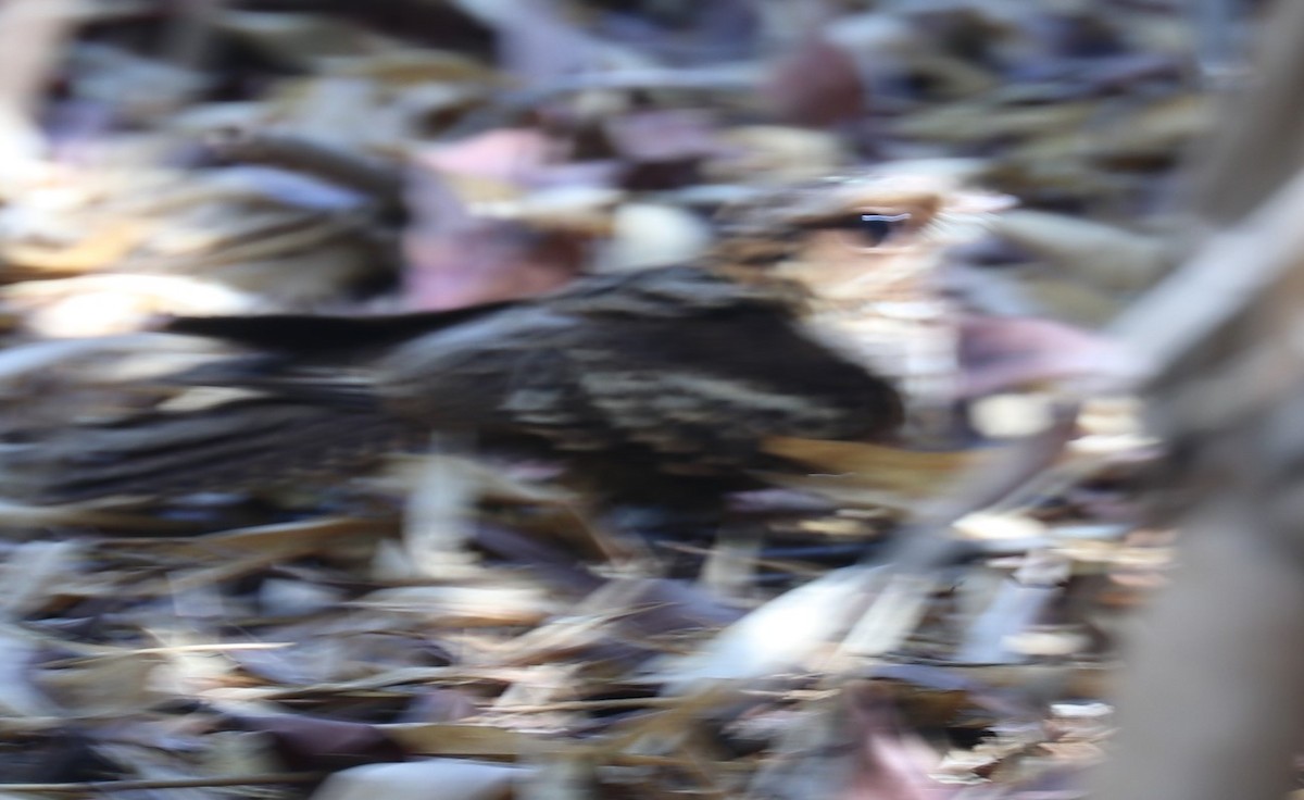 Large-tailed Nightjar - ML190572481