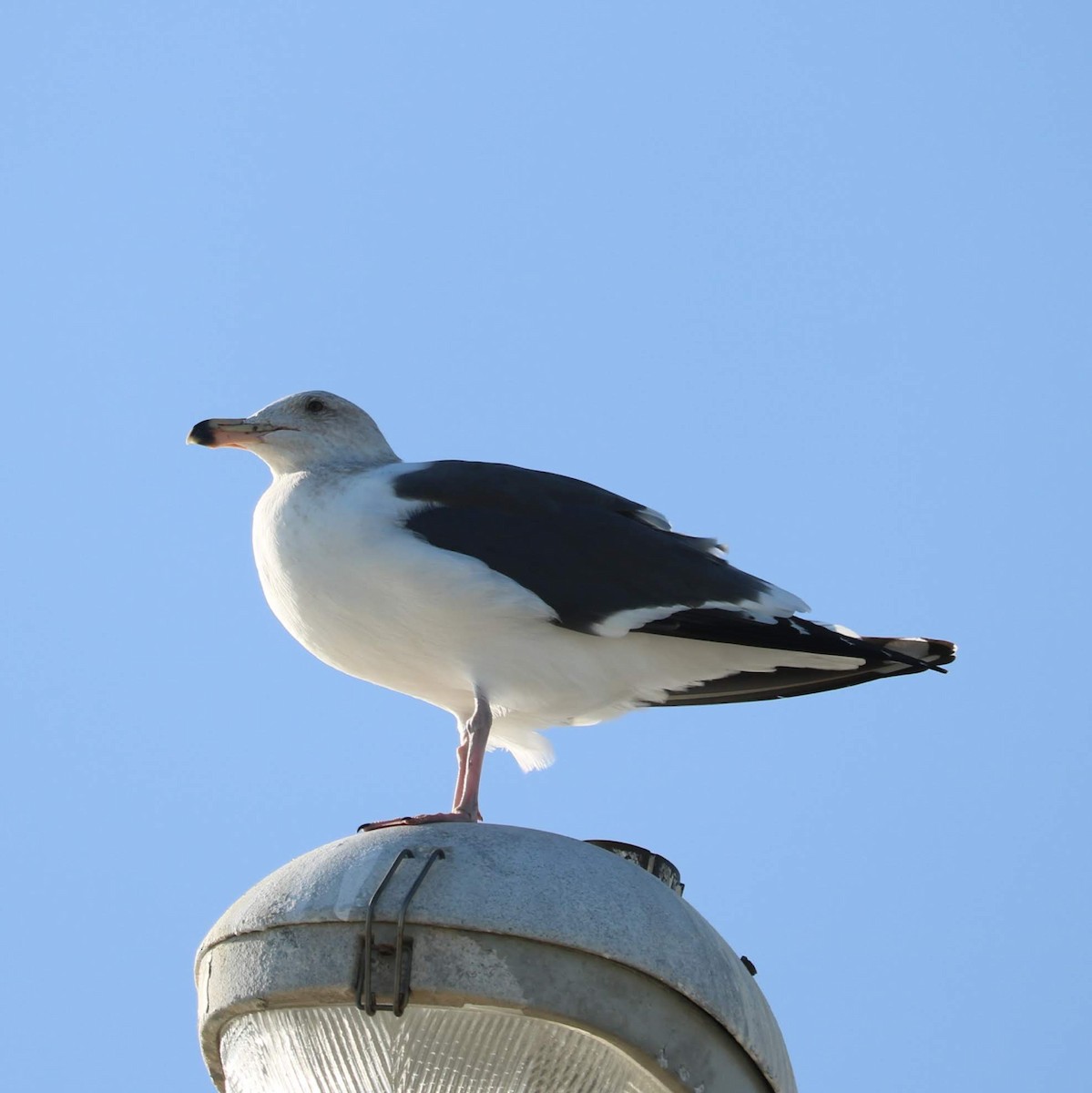 Western Gull - ML190572961
