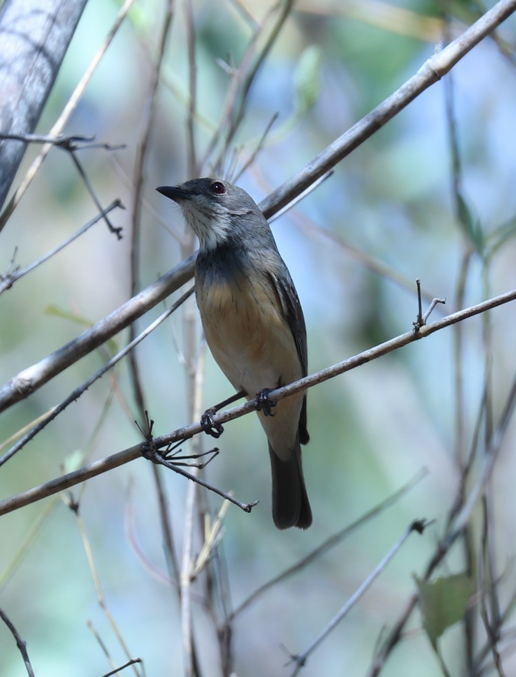 Rufous Whistler - ML190572991