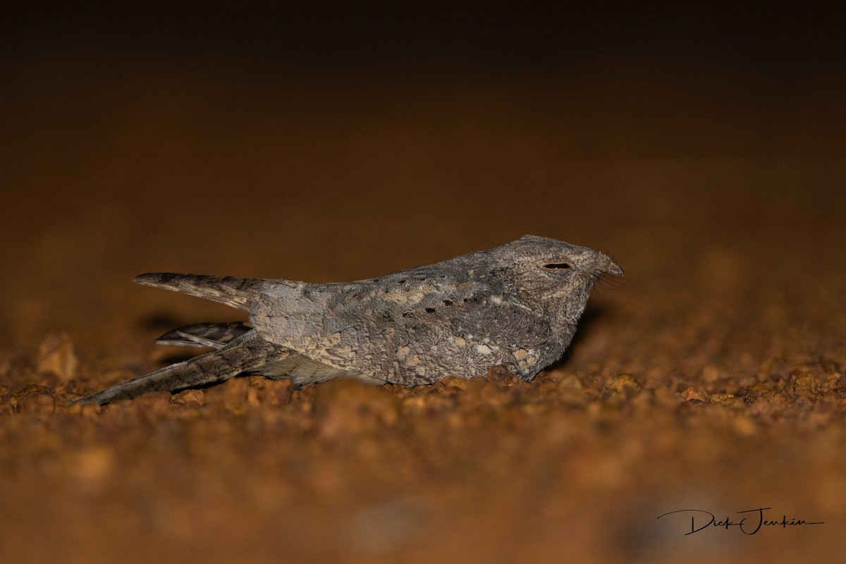 Plain Nightjar - ML190573101