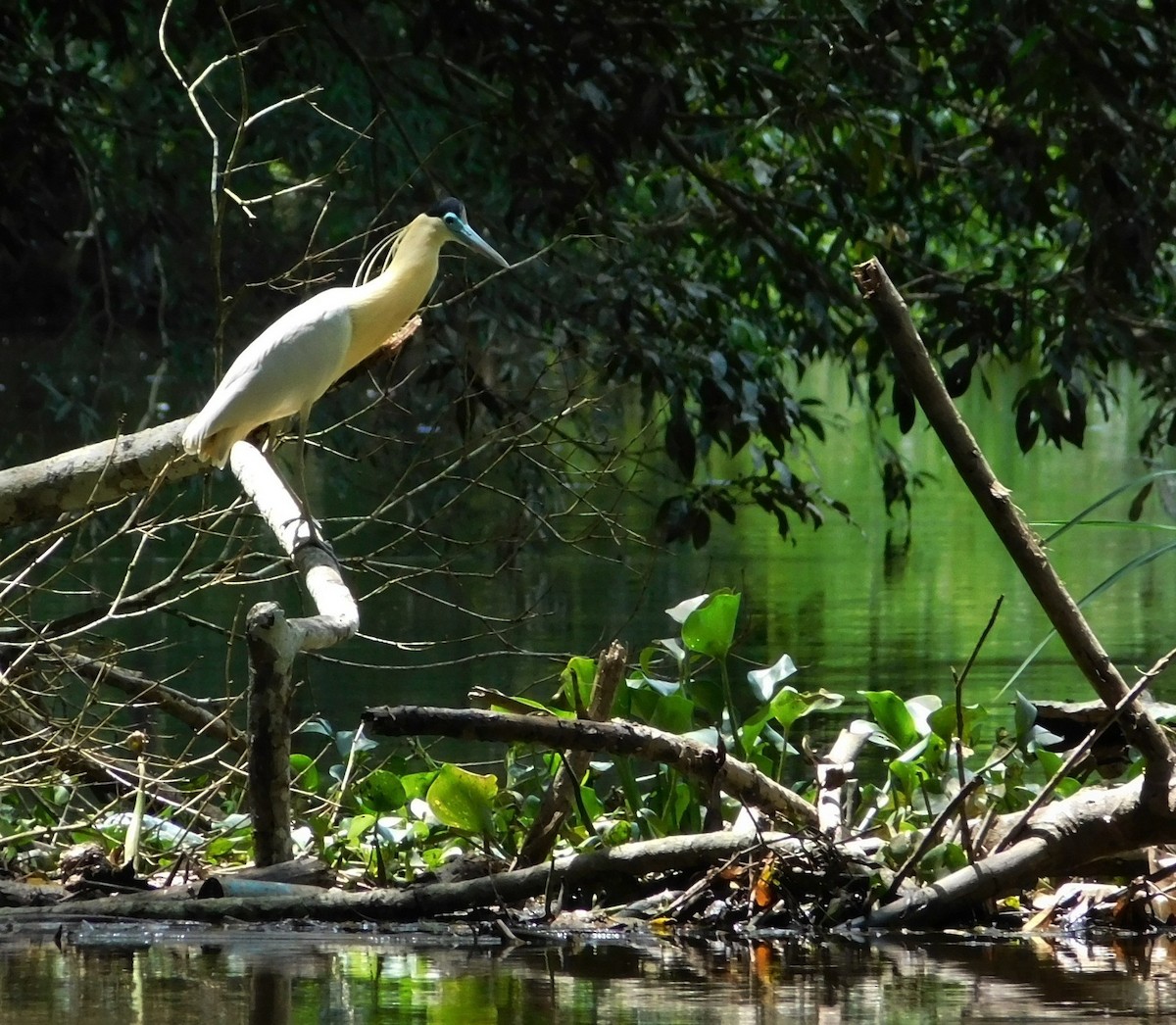 Kappenreiher - ML190574041