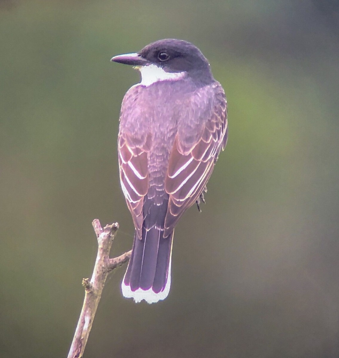 Eastern Kingbird - Sochetra Ly