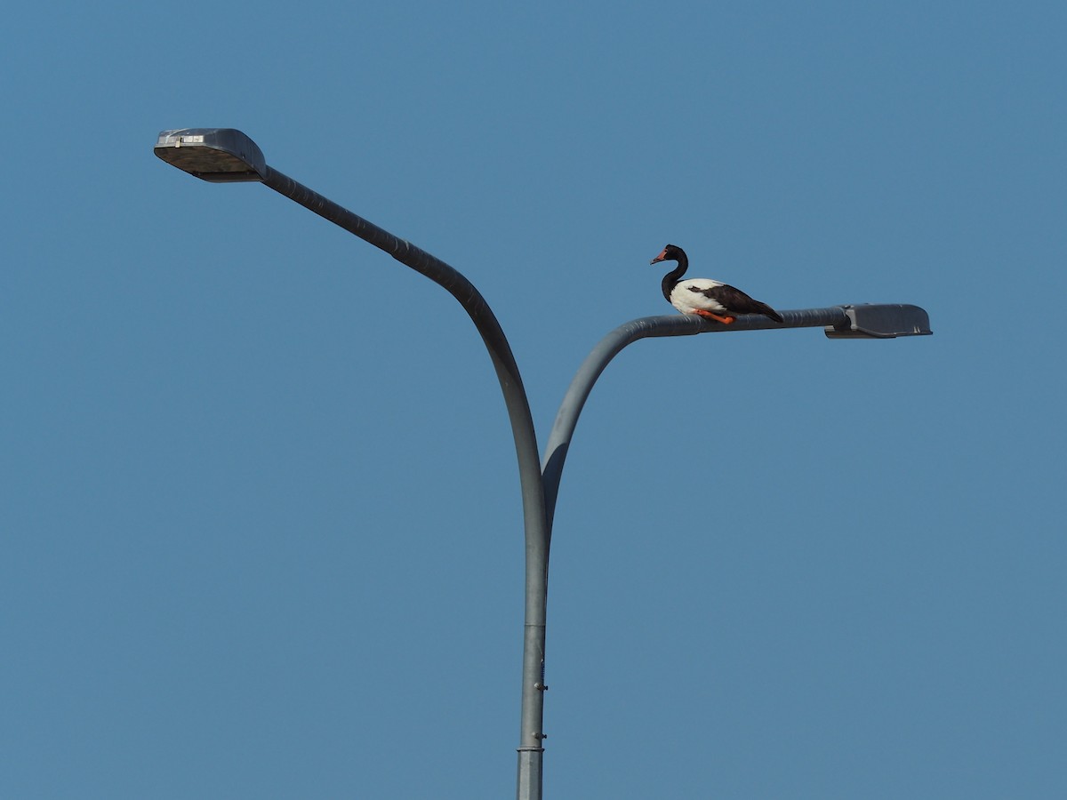 Magpie Goose - ML190579421