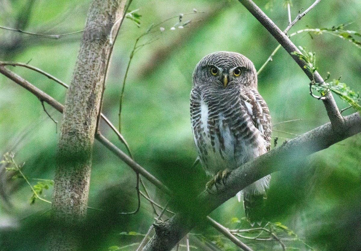 Asian Barred Owlet - ML190579931