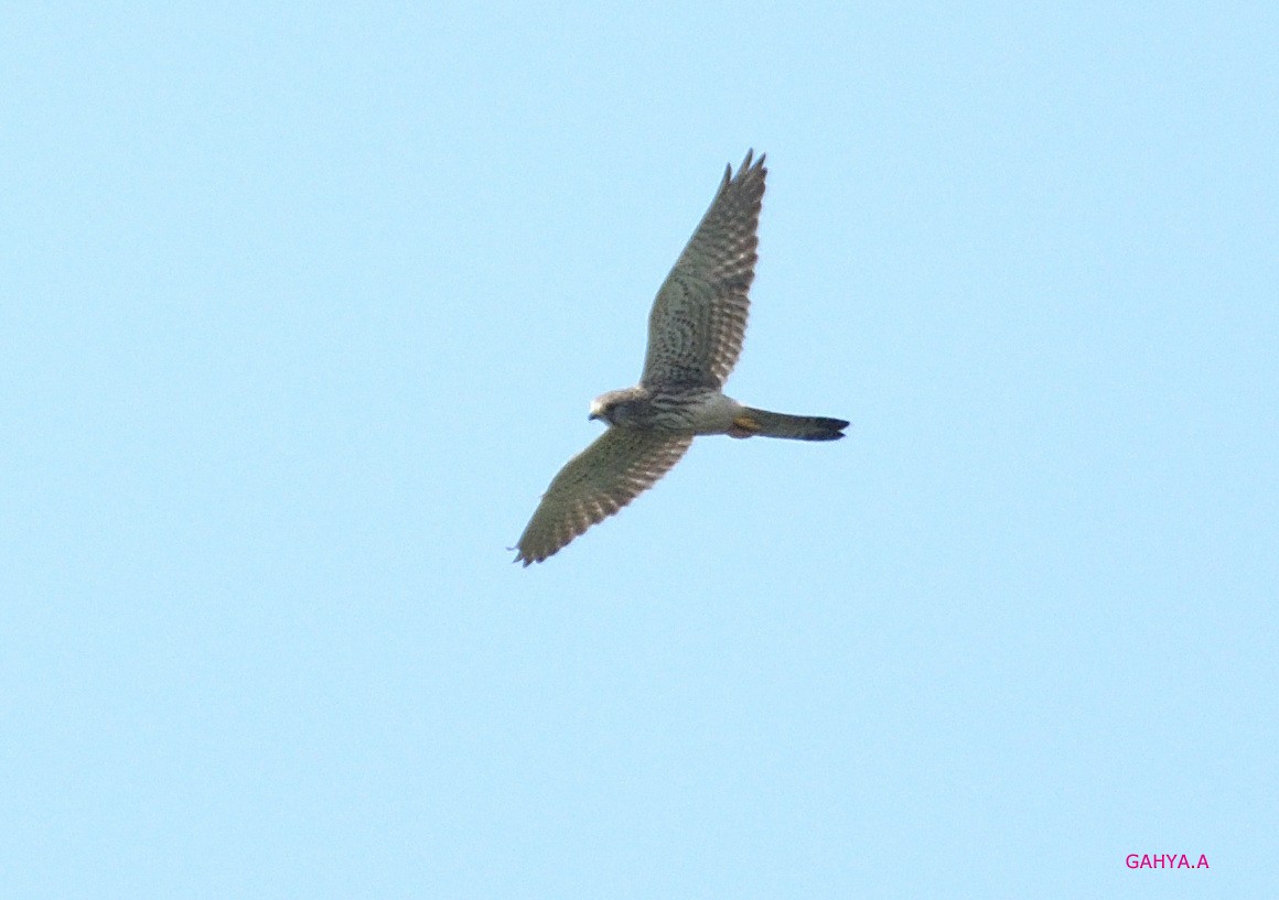 Eurasian Kestrel - ML190580141