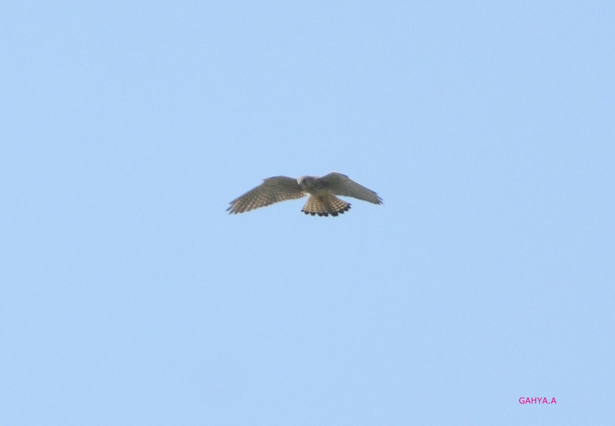 Eurasian Kestrel - ML190580151