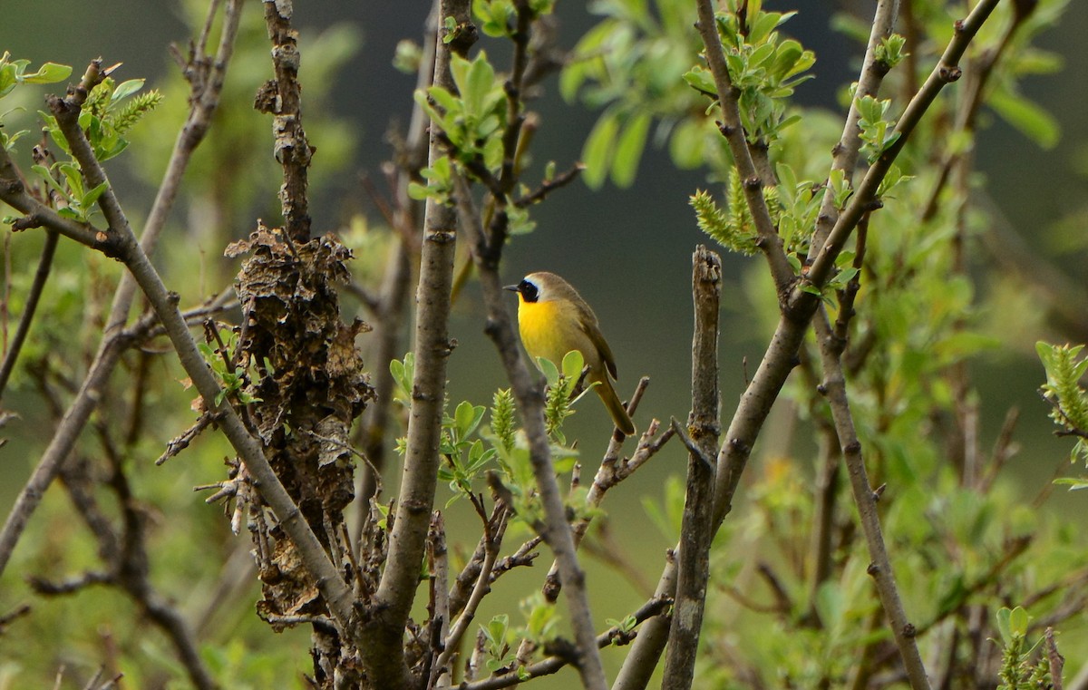 Common Yellowthroat - ML190580161