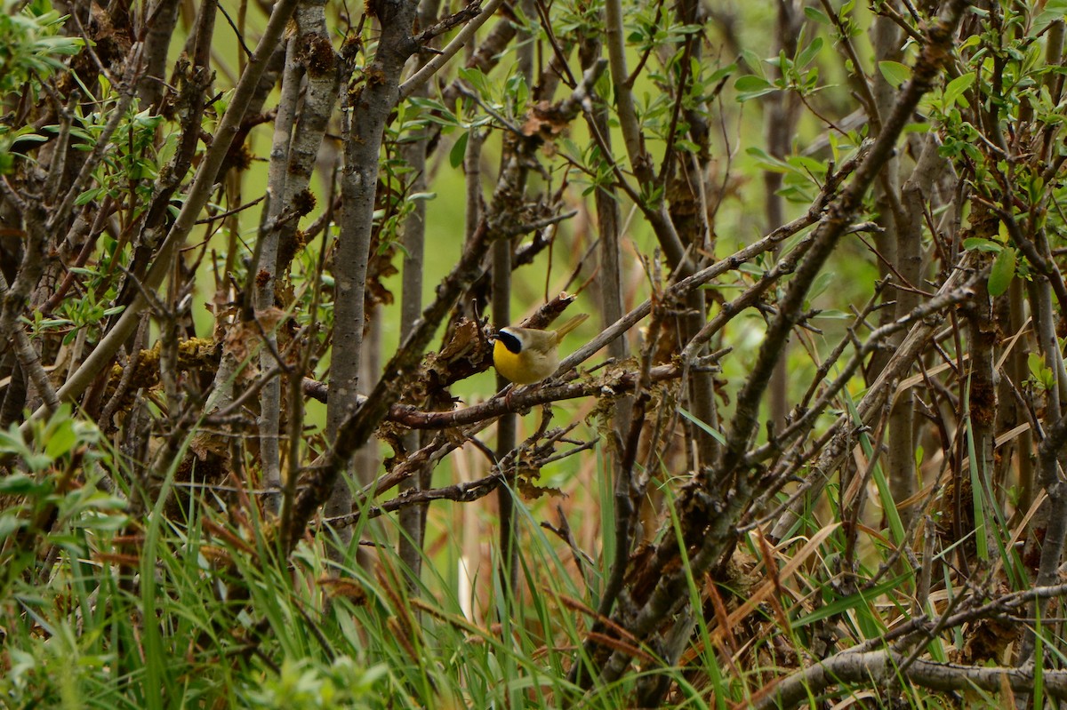 Common Yellowthroat - Nat Drumheller