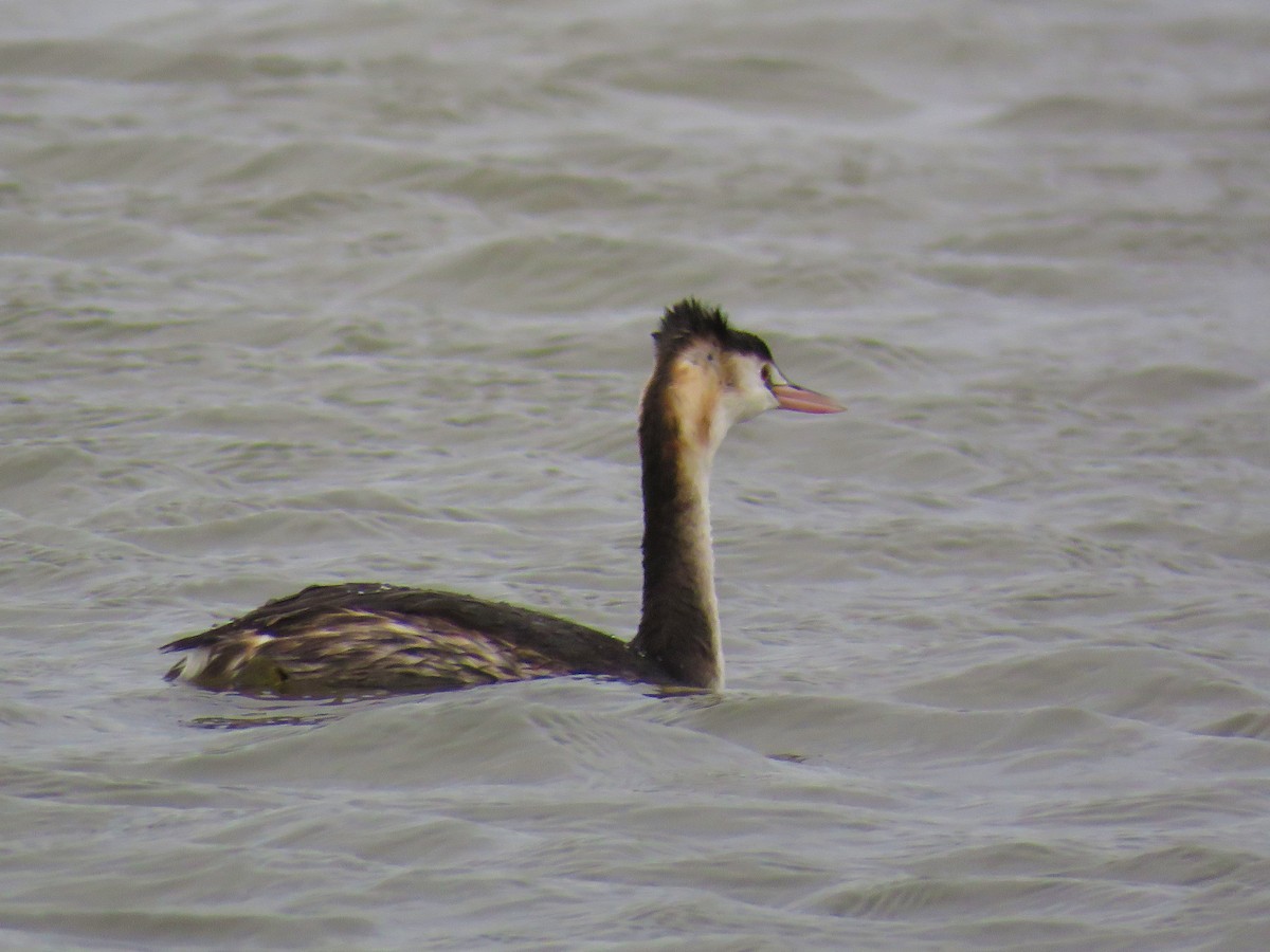 Great Crested Grebe - Brian Carruthers