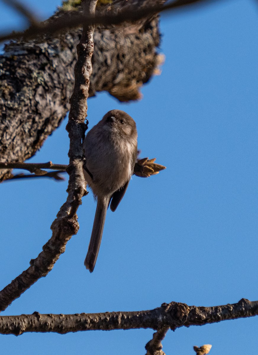 Bushtit - ML190580951