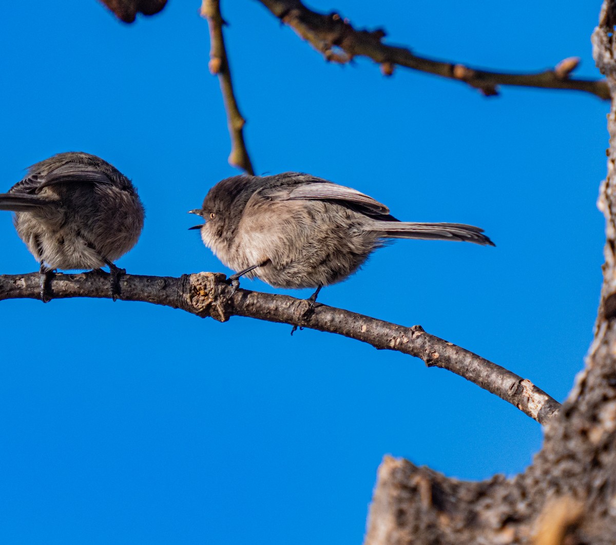 Bushtit - ML190580981