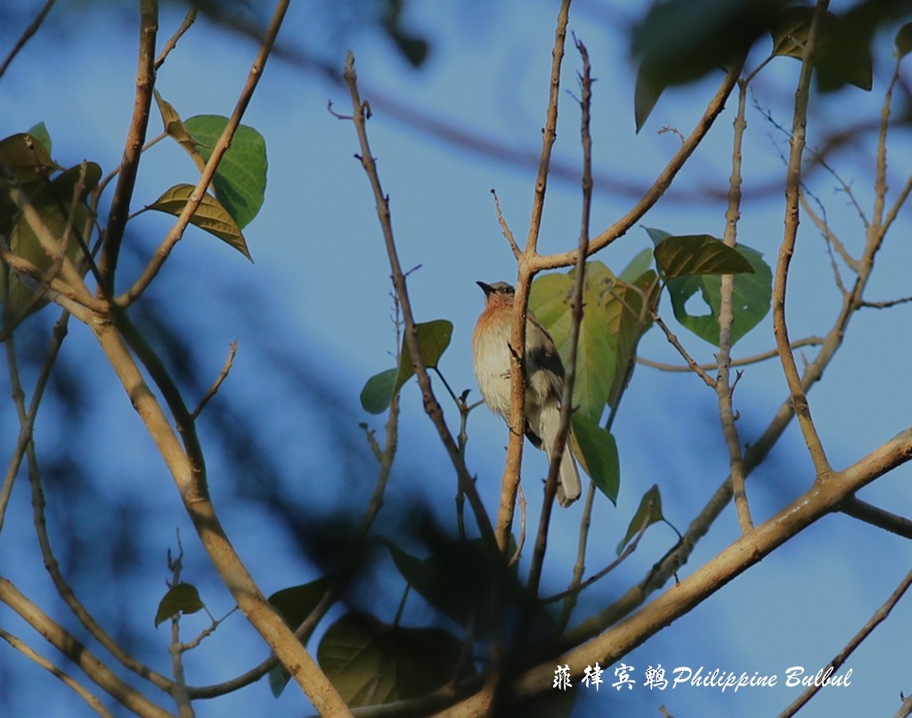 Philippine Bulbul - ML190581081