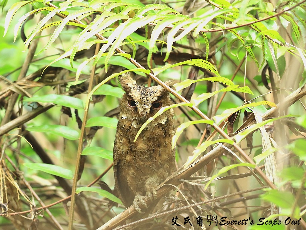 Everett's Scops-Owl - ML190581181