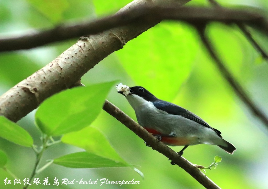 Red-keeled Flowerpecker - ML190581241