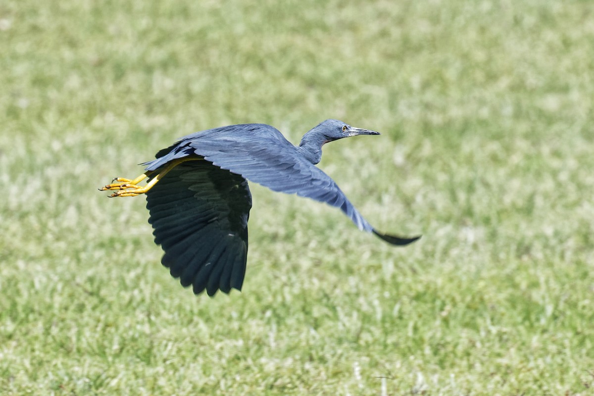 Slaty Egret - Colin van der Meulen