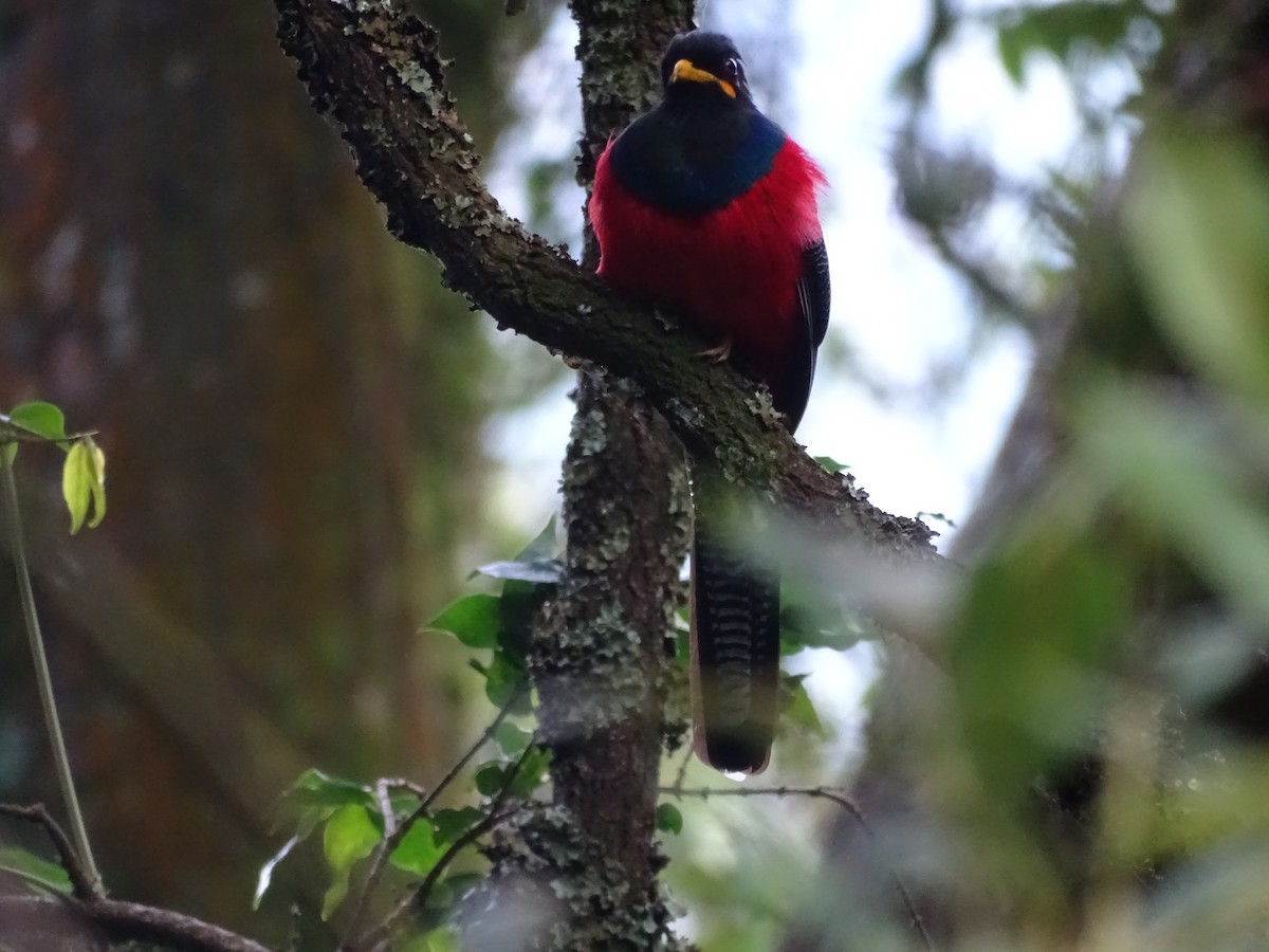 Bar-tailed Trogon - ML190582301