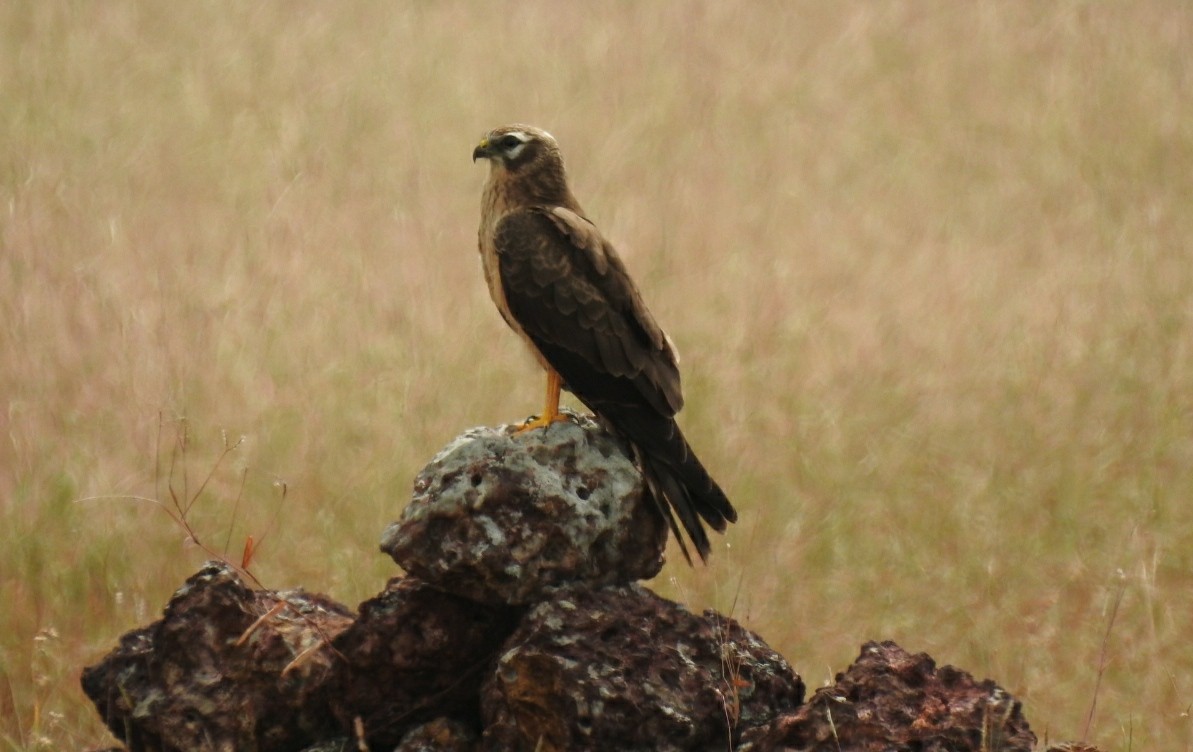 Montagu's Harrier - ML190584991