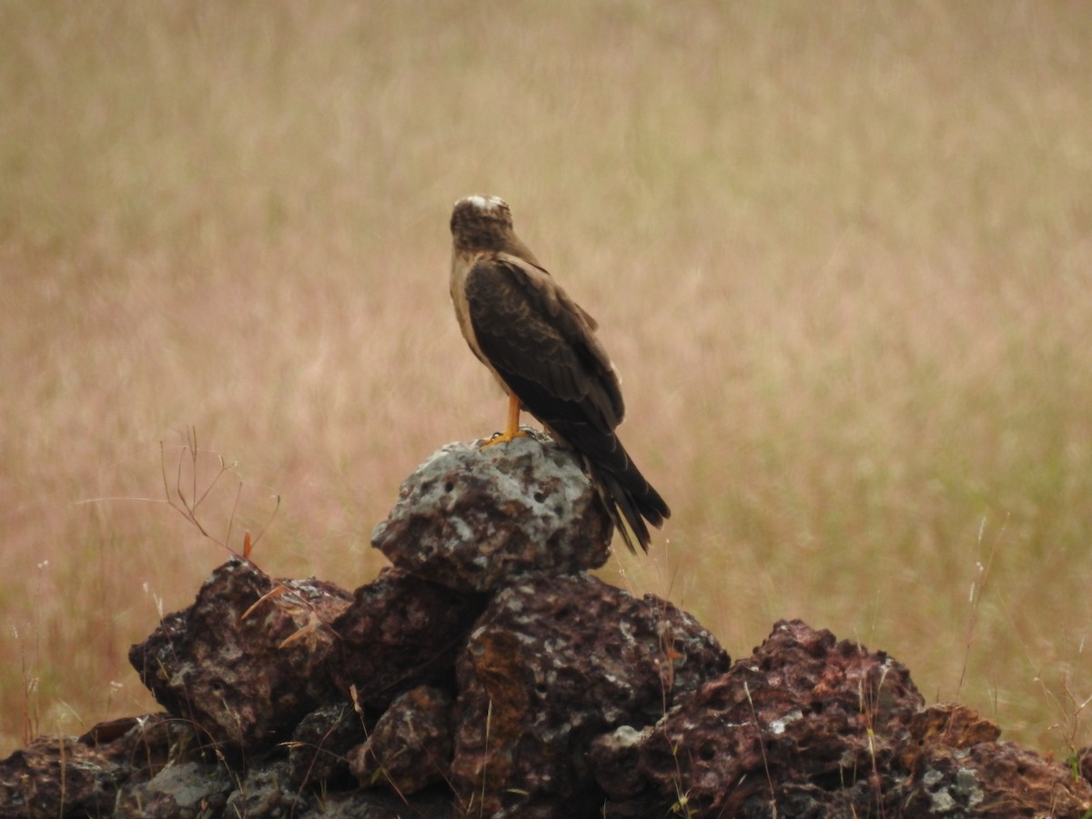 Montagu's Harrier - ML190585111