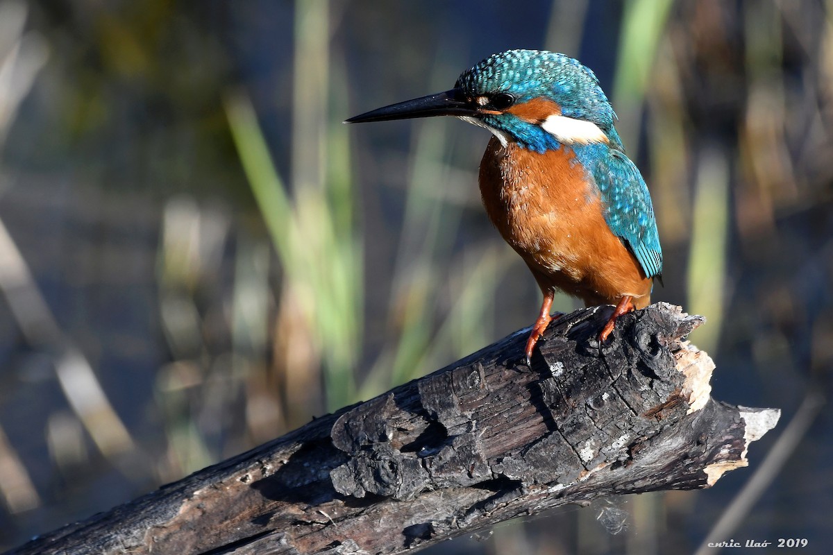 Common Kingfisher - ML190586951