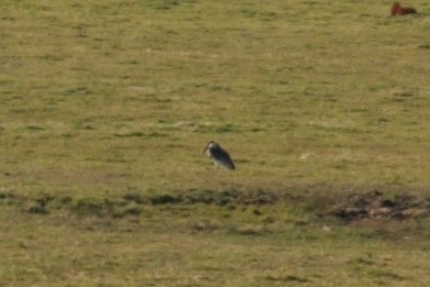 Marabou Stork - ML190587571