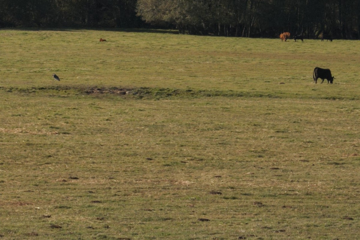 Marabou Stork - ML190587581
