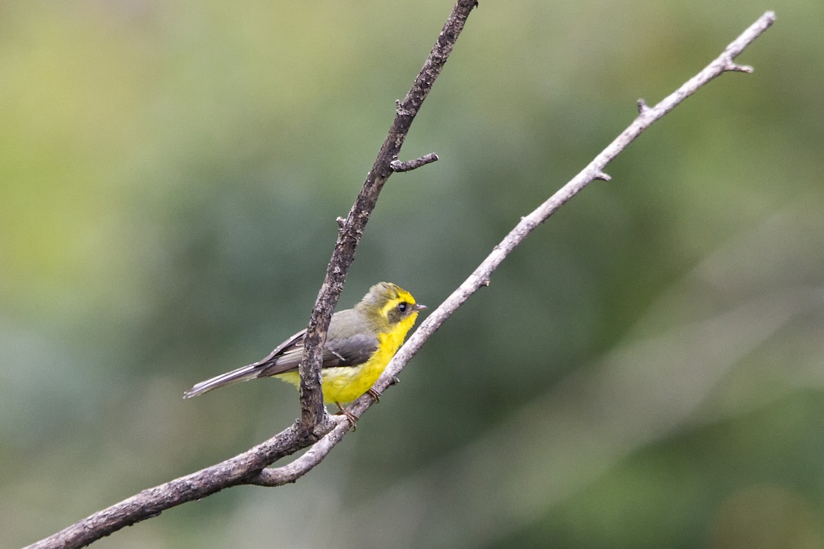 Yellow-bellied Fairy-Fantail - ML190587831