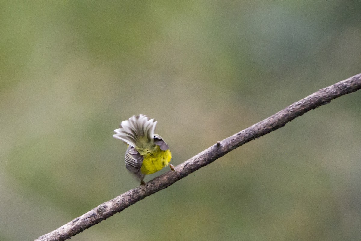 Yellow-bellied Fairy-Fantail - ML190587851