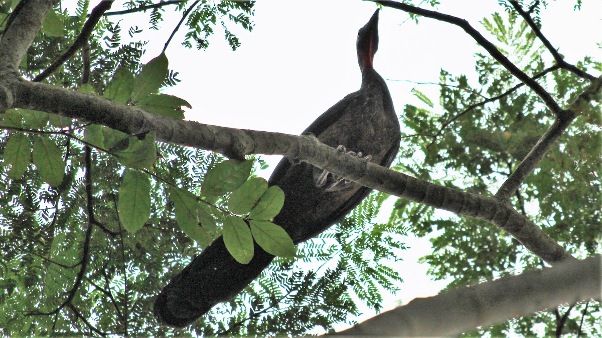 Spix's Guan - Anonymous