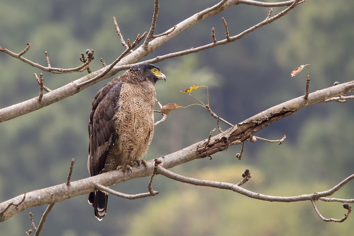 Crested Serpent-Eagle - ML190587941