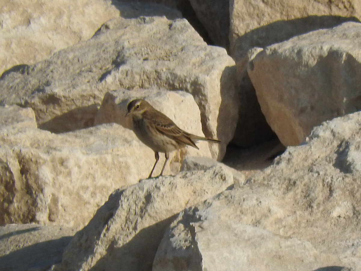 Water Pipit - ML190588261