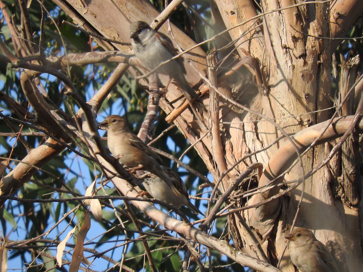 Spanish Sparrow - ML190588401