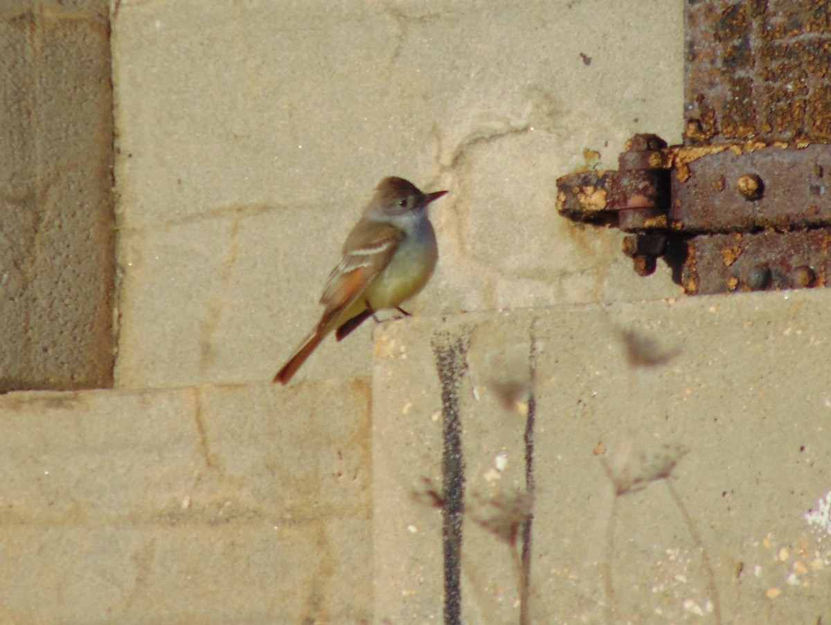 Ash-throated Flycatcher - ML190588641