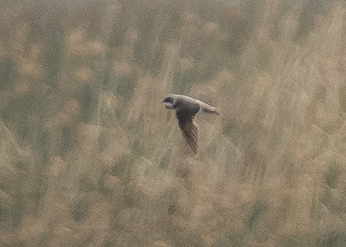 Bank Swallow - ML190588951