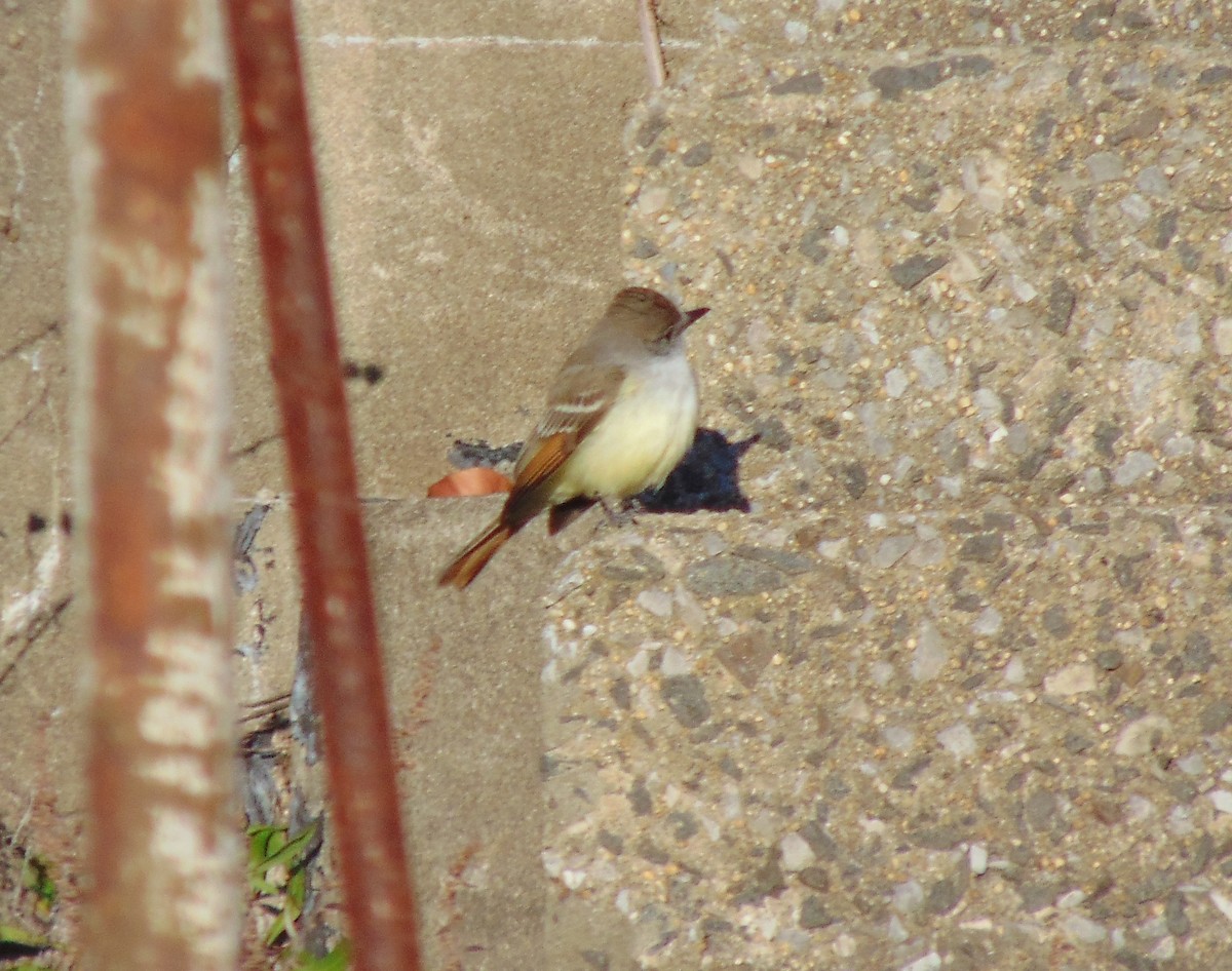 Ash-throated Flycatcher - ML190589041