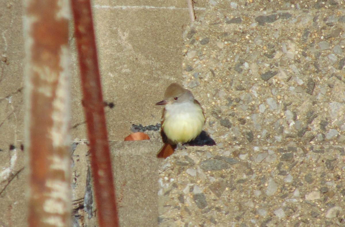 Ash-throated Flycatcher - ML190589051