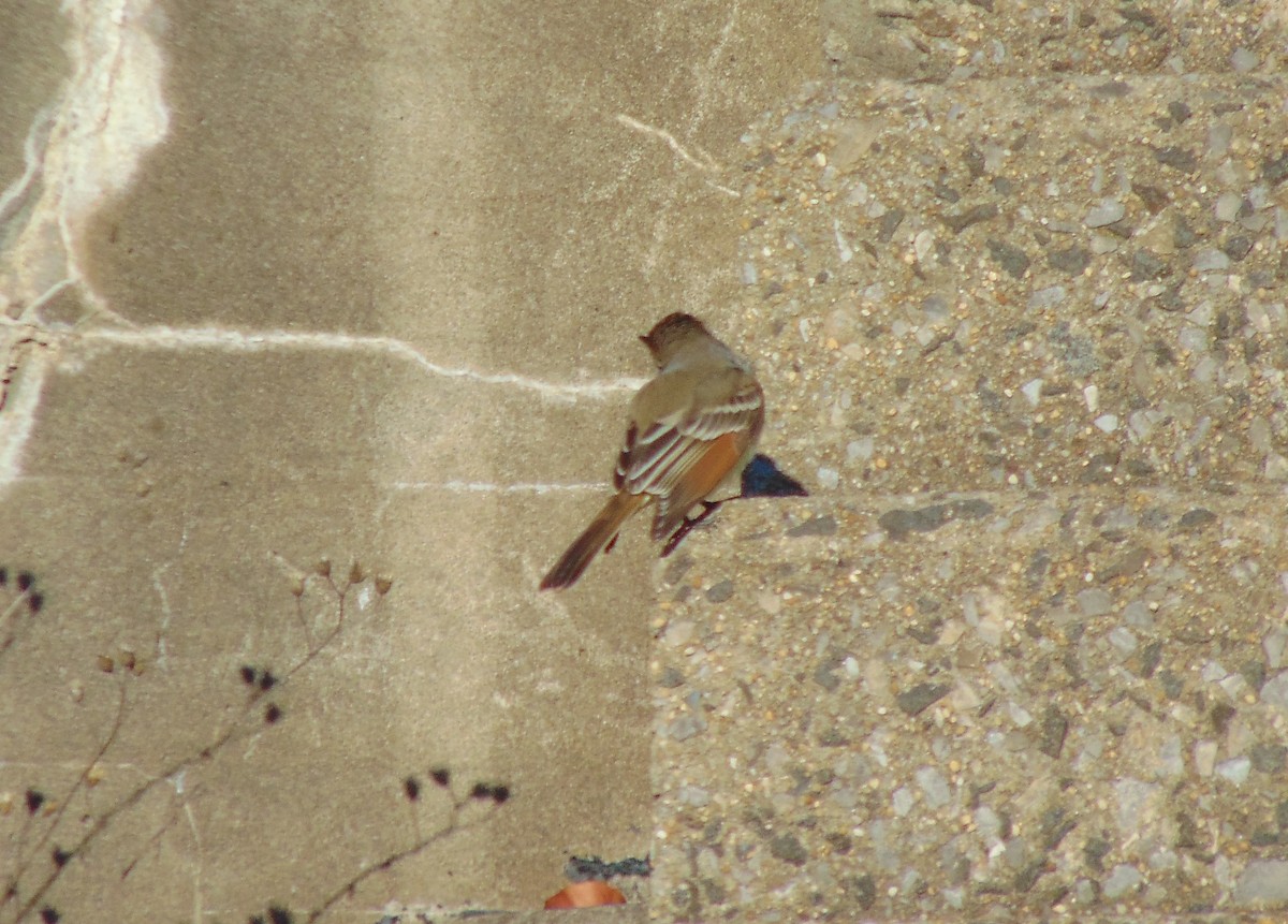 Ash-throated Flycatcher - ML190589061