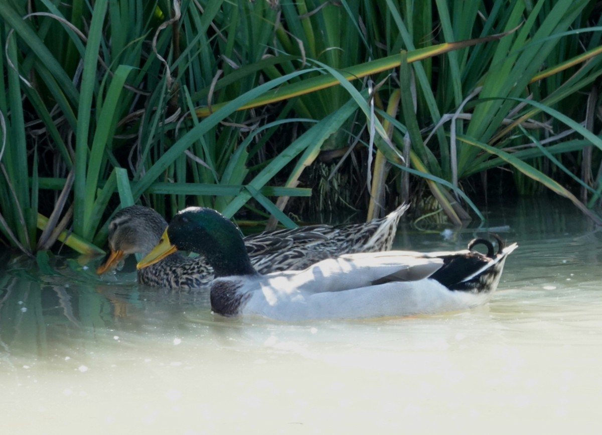 Mallard - ML190589511