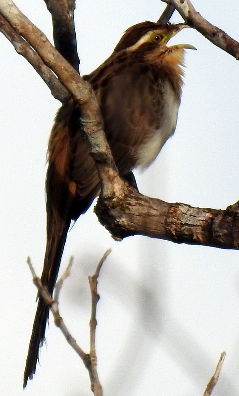 Striped Cuckoo - ML190591661