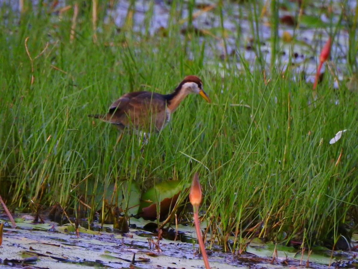 Pheasant-tailed Jacana - Afsar Nayakkan