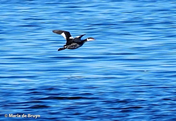 Horned Grebe - ML190594181