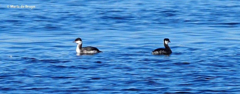 Horned Grebe - ML190594191