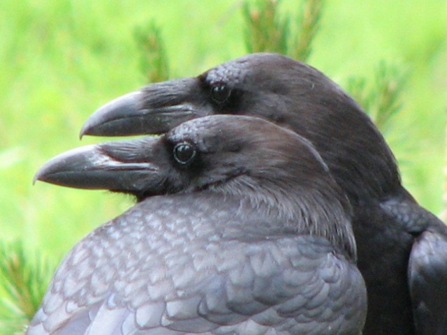 Common Raven - Alan Van Norman