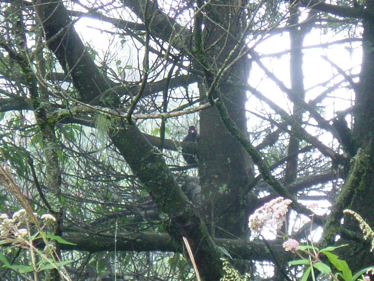 Mikado Pheasant - ML190596721