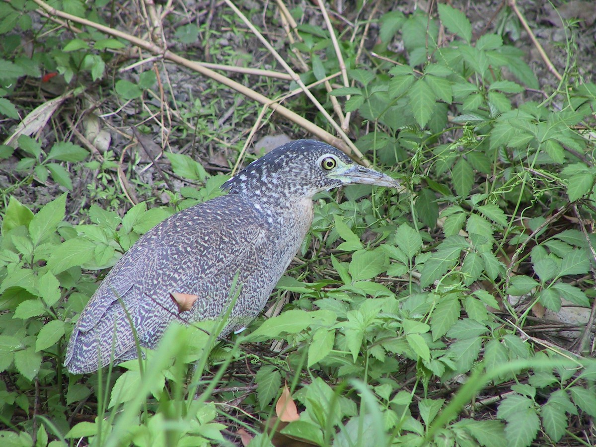Malayan Night Heron - ML190597051