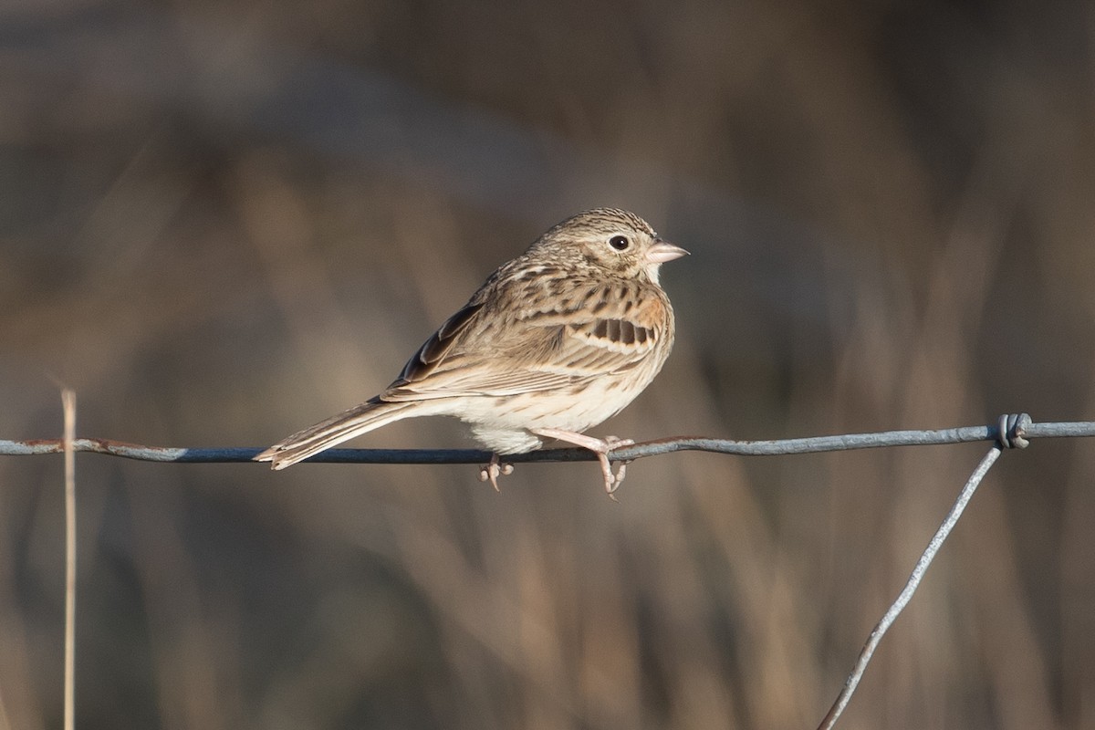 Vesper Sparrow - Audrey Addison