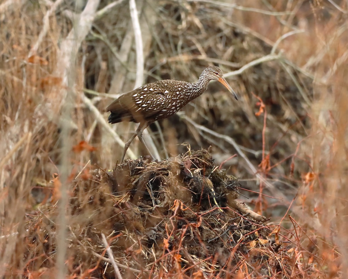 Limpkin - ML190598721