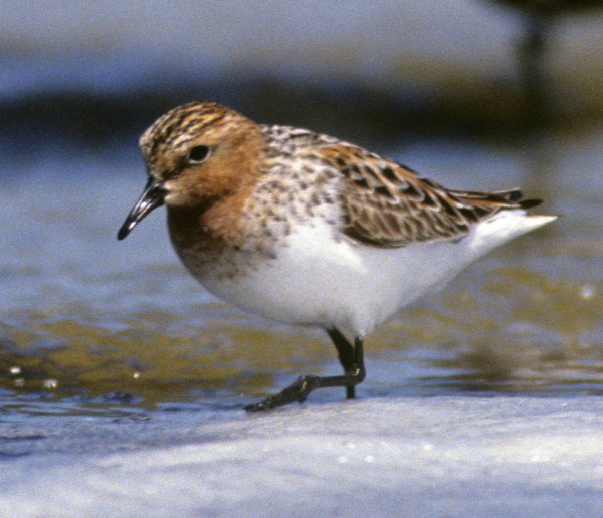 Red-necked Stint - Michael Gage