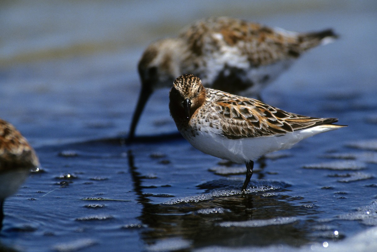 Red-necked Stint - Michael Gage