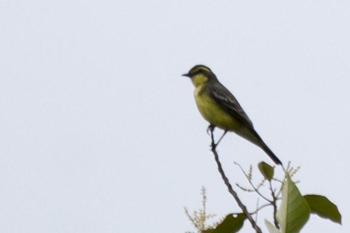 Yellow-browed Tyrant - ML190599891