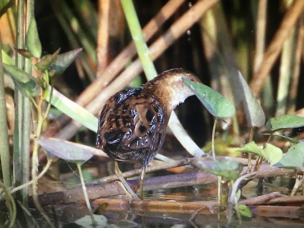 Uroilanda txikia - ML190601041